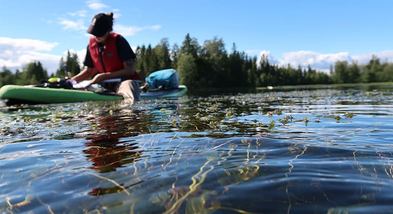 Drönare hjälper till att kartlägga naturvärden vid älvmynningar